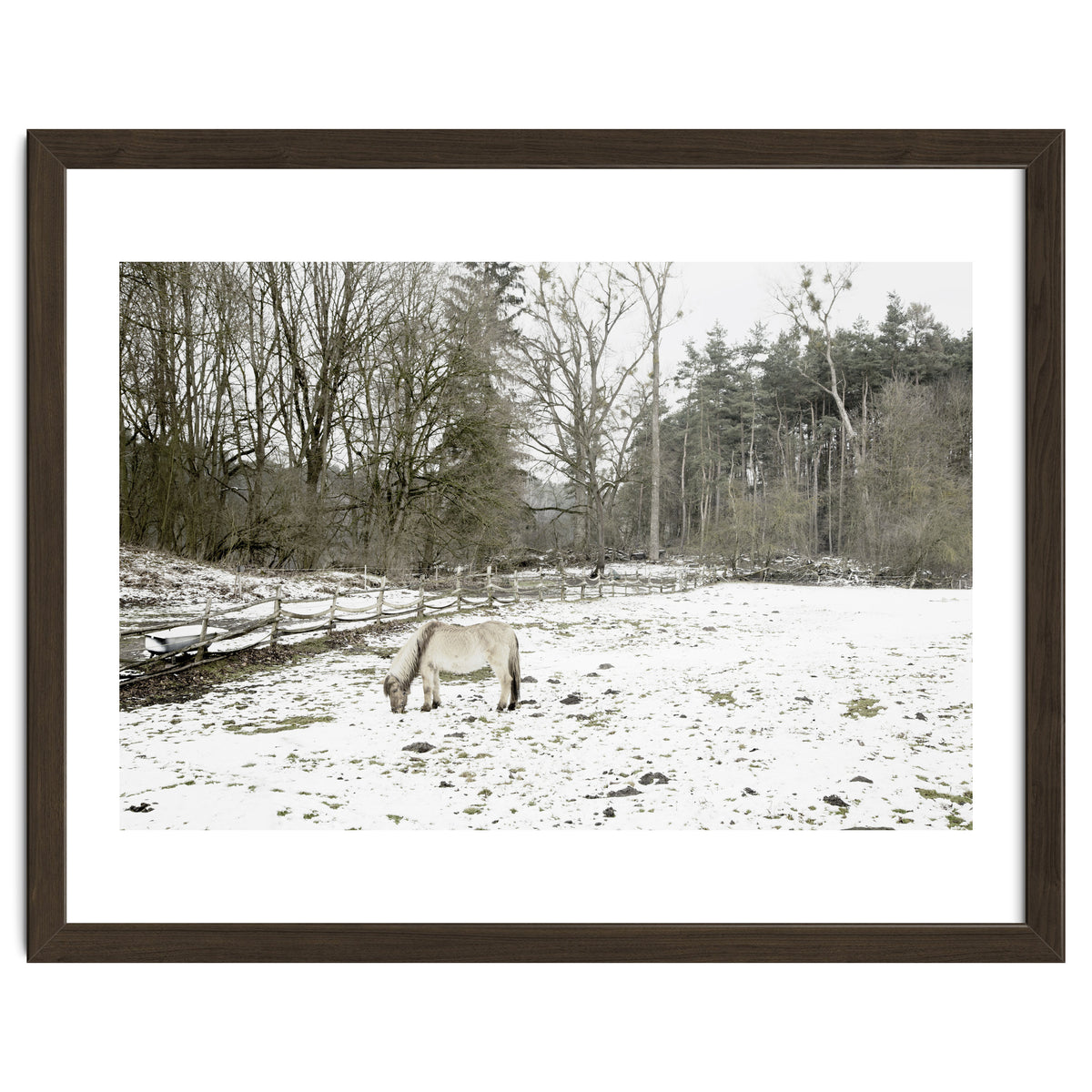 White horse in the snow field