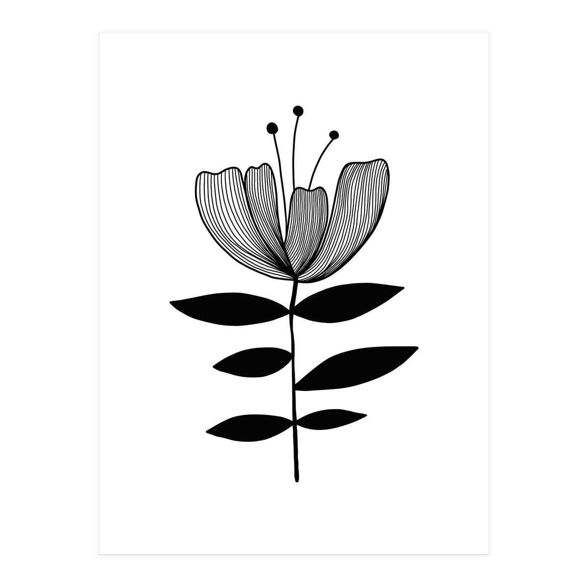 Tulip blossom (Print Only)