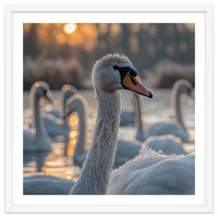 Close Up Of Swan With Water Droplets At Sunrise