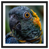 Close Up Of A Wet Macaw Parrot Head