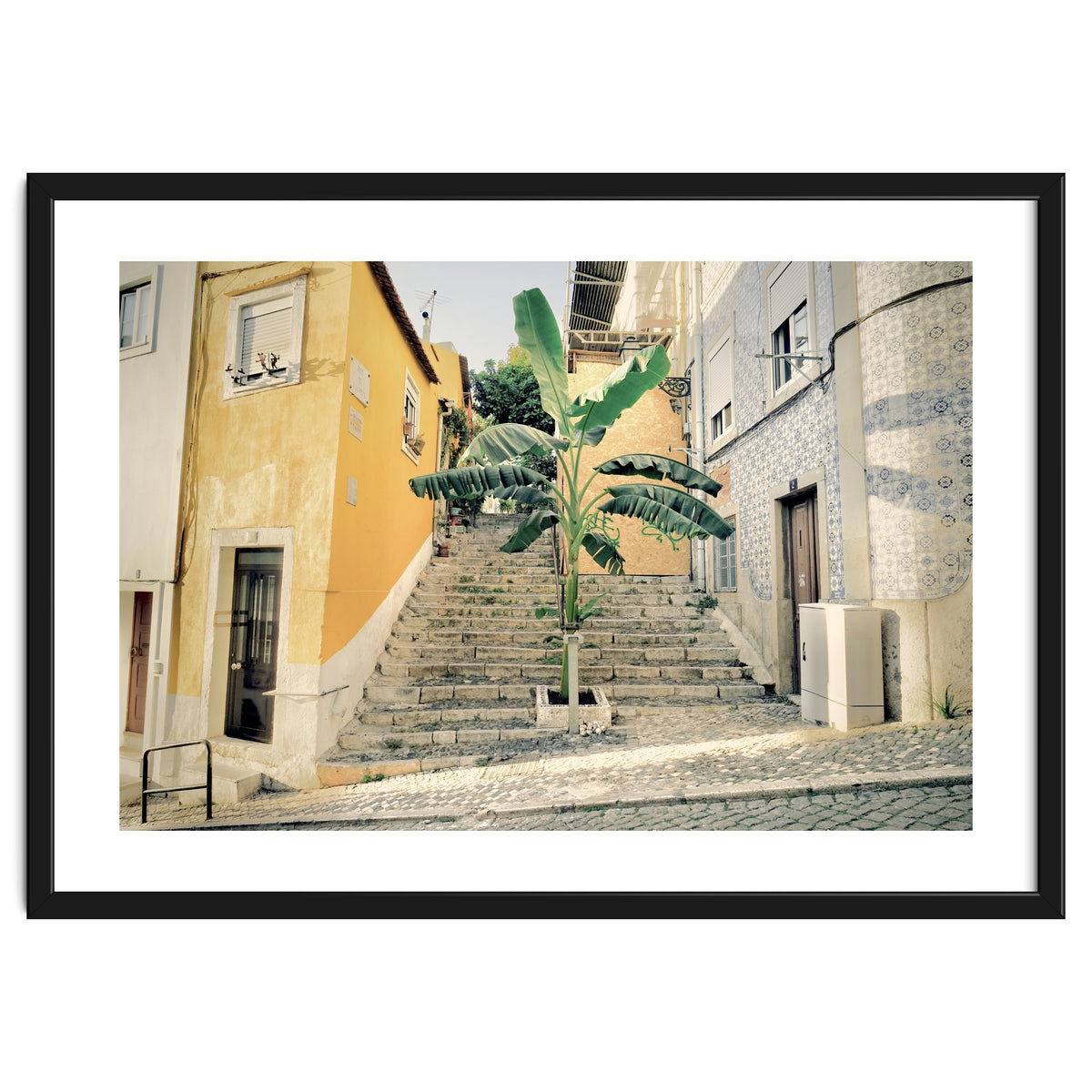 Lisbon Palm Tree