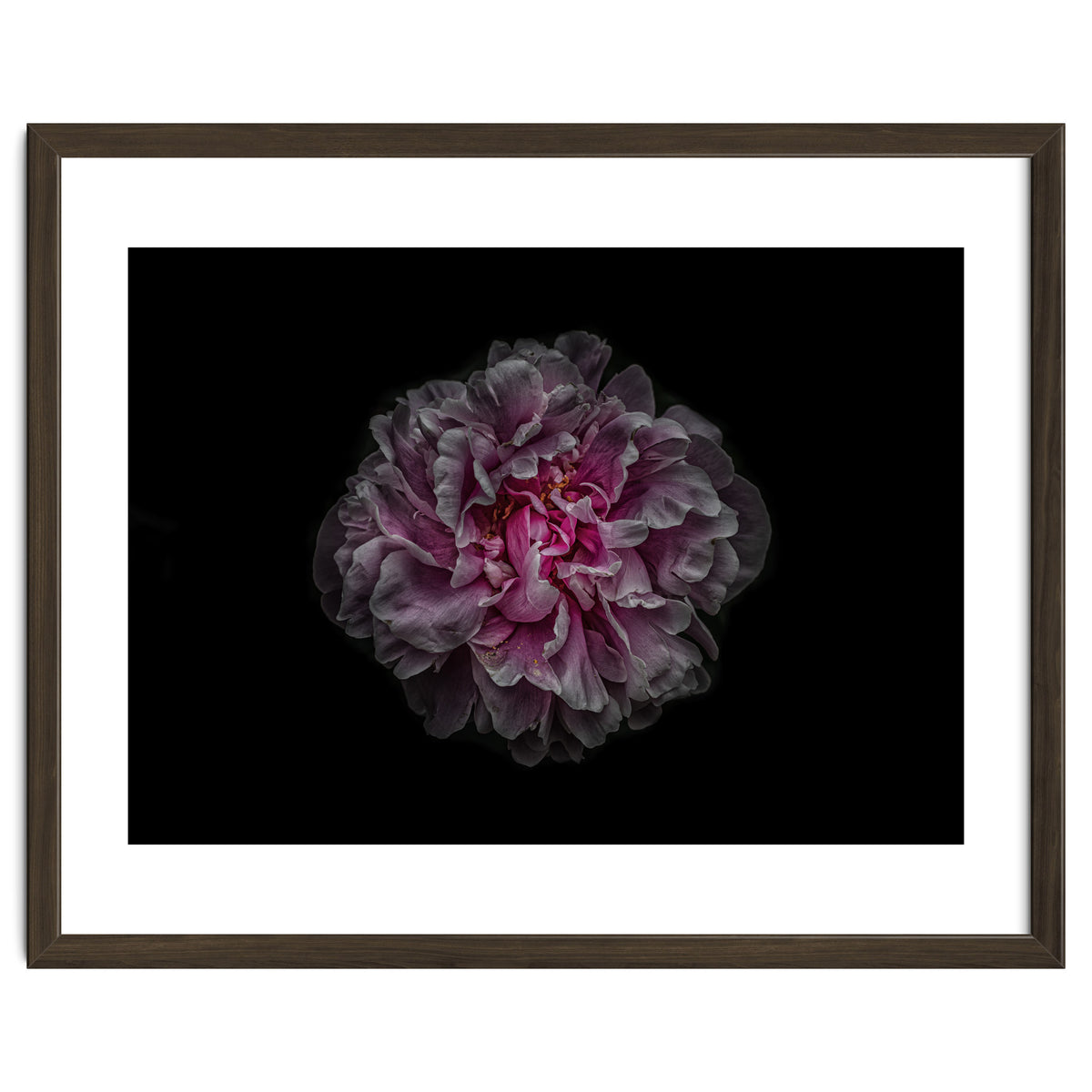 Backyard Flowers No 116 Color Version