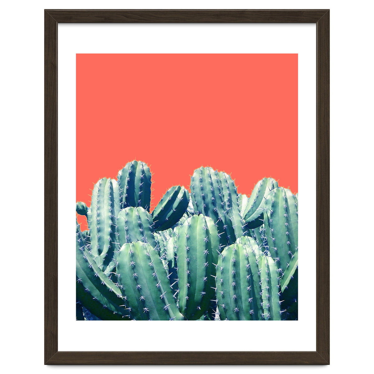 Cactus On Coral