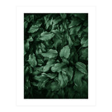 New Foliage Green Ii (Print Only) thumbnail
