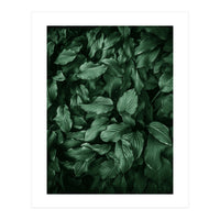 New Foliage Green Ii (Print Only)