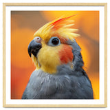 Cockatiel Parrot Close Up thumbnail