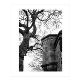 Stark Contrast (Print Only) thumbnail