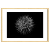 Backyard Flowers In Black And White No 20 Flow Version with Border thumbnail
