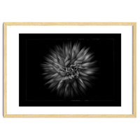 Backyard Flowers In Black And White No 20 Flow Version with Border