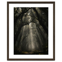 Enchanted Canopy: Mystical Forest Path