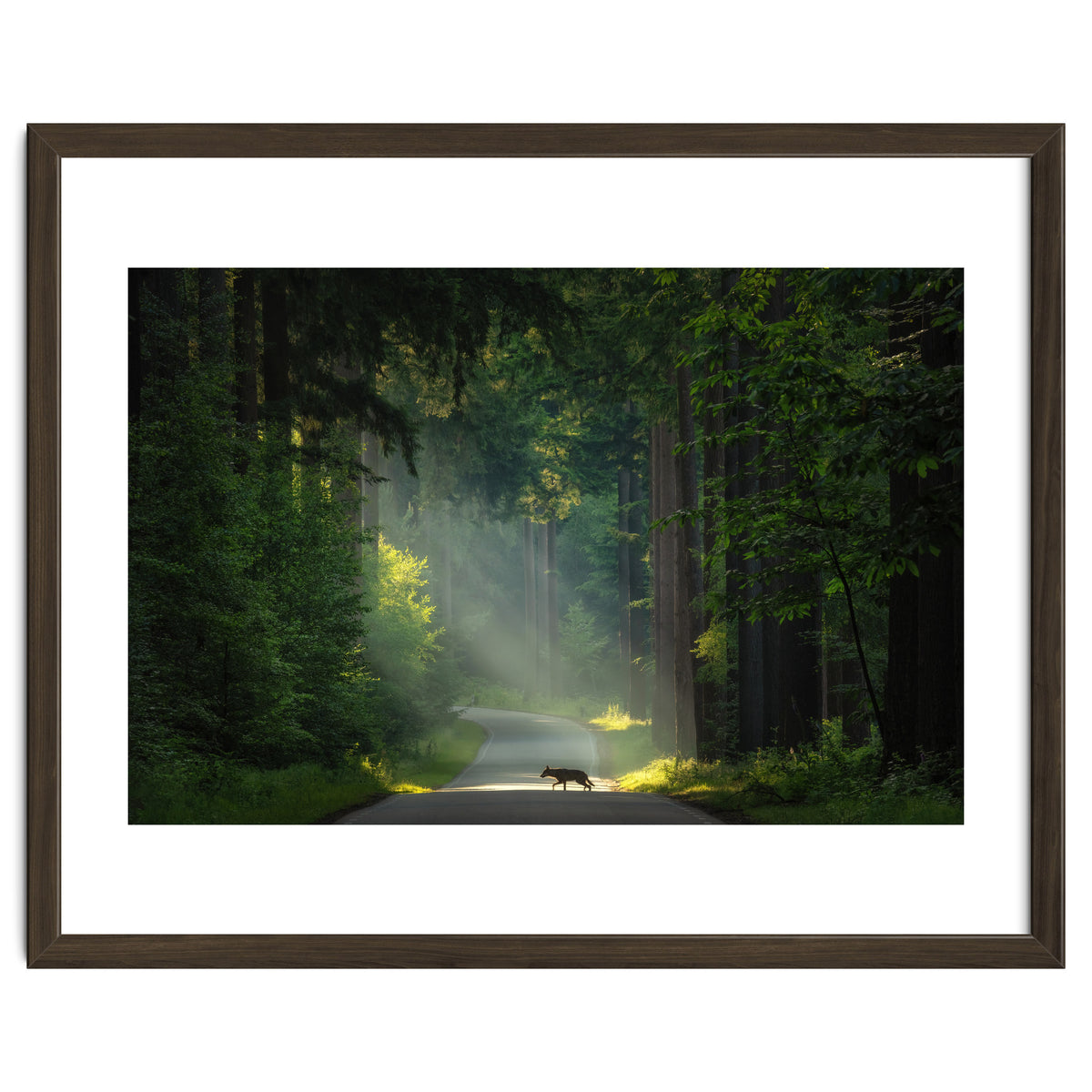 Wolf in the Netherlands