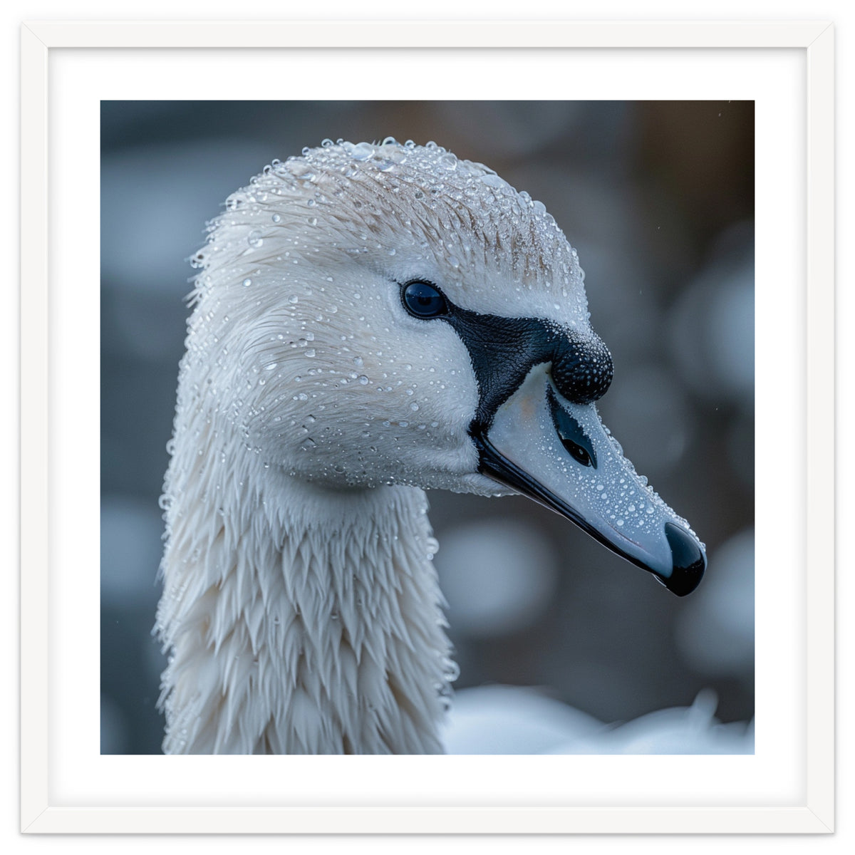 Close Up Of A Swan Head Covered In Water Droplets