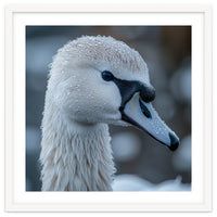 Close Up Of A Swan Head Covered In Water Droplets
