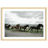 Running horses - Iceland thumbnail