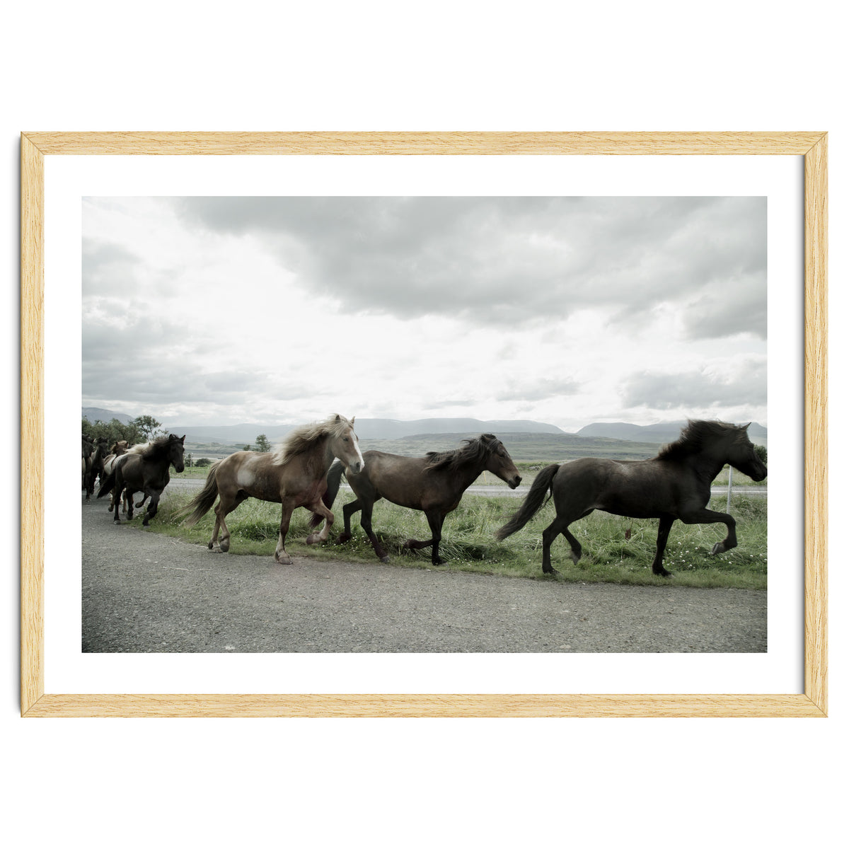Running horses - Iceland