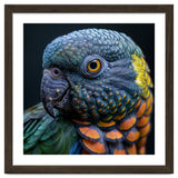 Close Up Portrait Of A Colorful Parrot's Face thumbnail