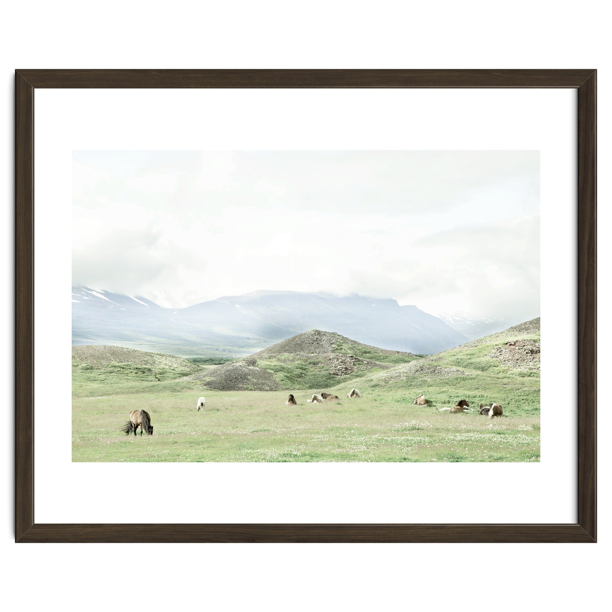 Relaxing horses on a sunny day calm field - Iceland