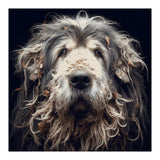 Old Dog 010 (Print Only) thumbnail
