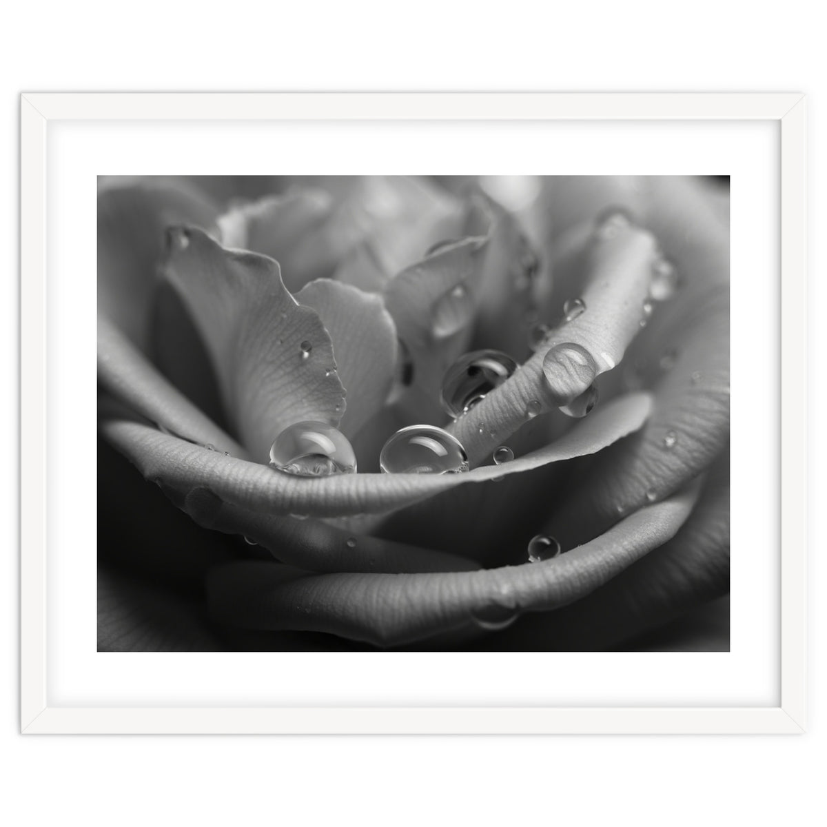 Ethereal Monochromatic Rose Petal Macro