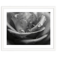 Ethereal Monochromatic Rose Petal Macro