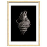 Shells No 2 thumbnail