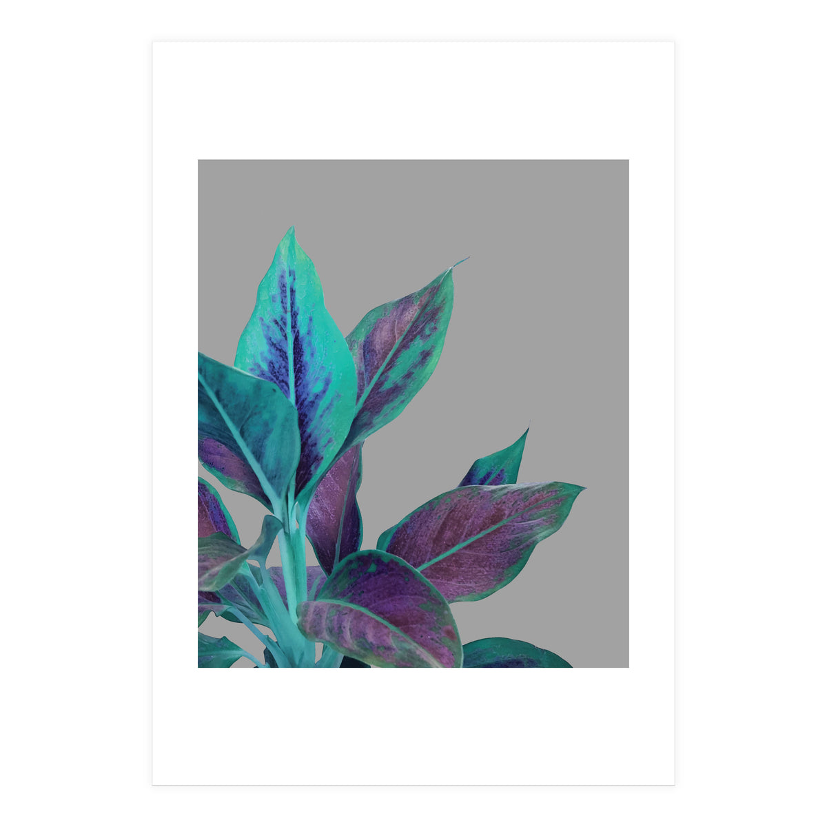 Still Nature (Print Only)