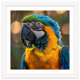 Blue And Gold Macaw Portrait Close Up thumbnail