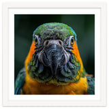 Blue And Gold Macaw Face Focused Portrait thumbnail