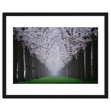 Cherry trees in the fog thumbnail