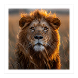 Majestic Lion Face In Golden Hour Sunlight (Print Only) thumbnail