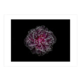 Backyard Flowers No 116 Color Version (Print Only) thumbnail