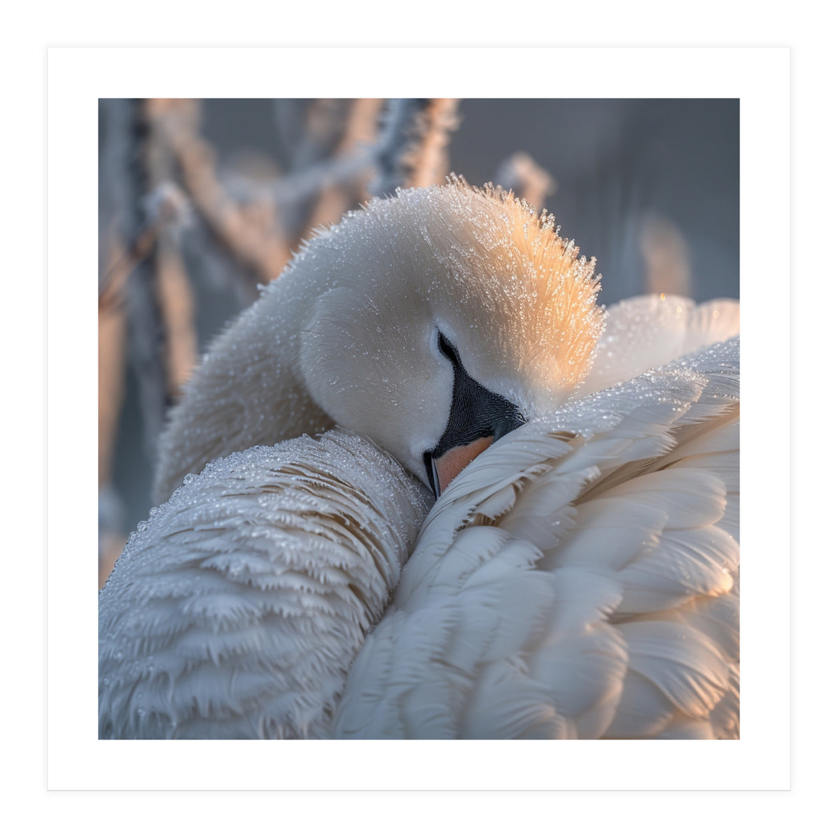 Close Up Of A Swan Covered In Frost And Dew (Print Only)