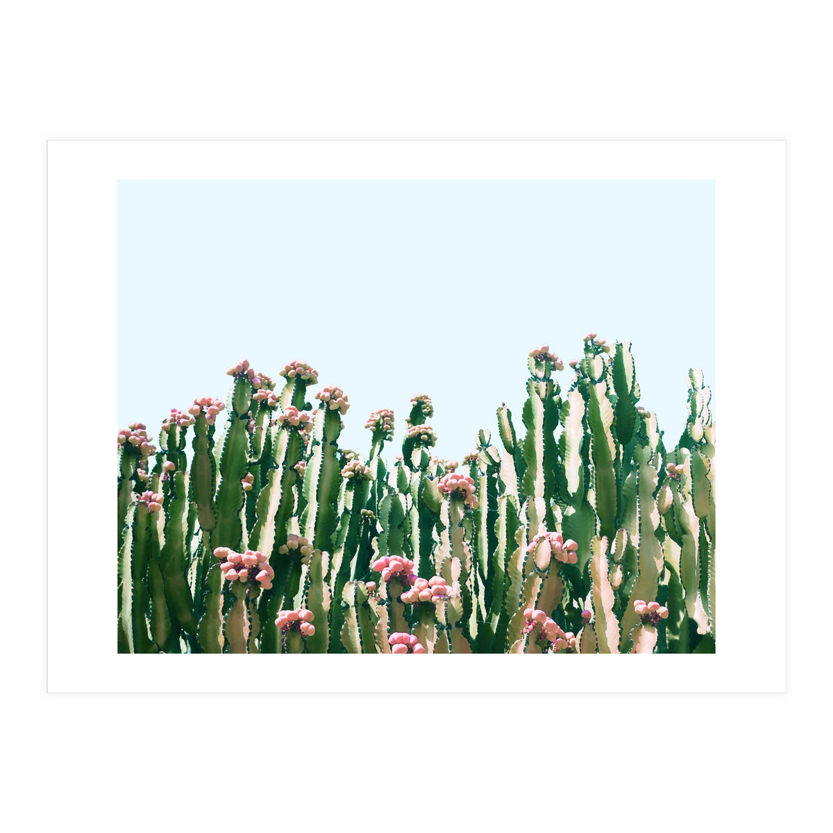 Blush Cactus #society6 #decor #buyart (Print Only)