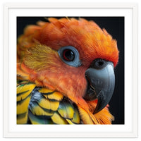 Close Up Of A Sun Conure Parrot's Head