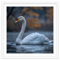 Swan Floating Gracefully On Water In Autumn