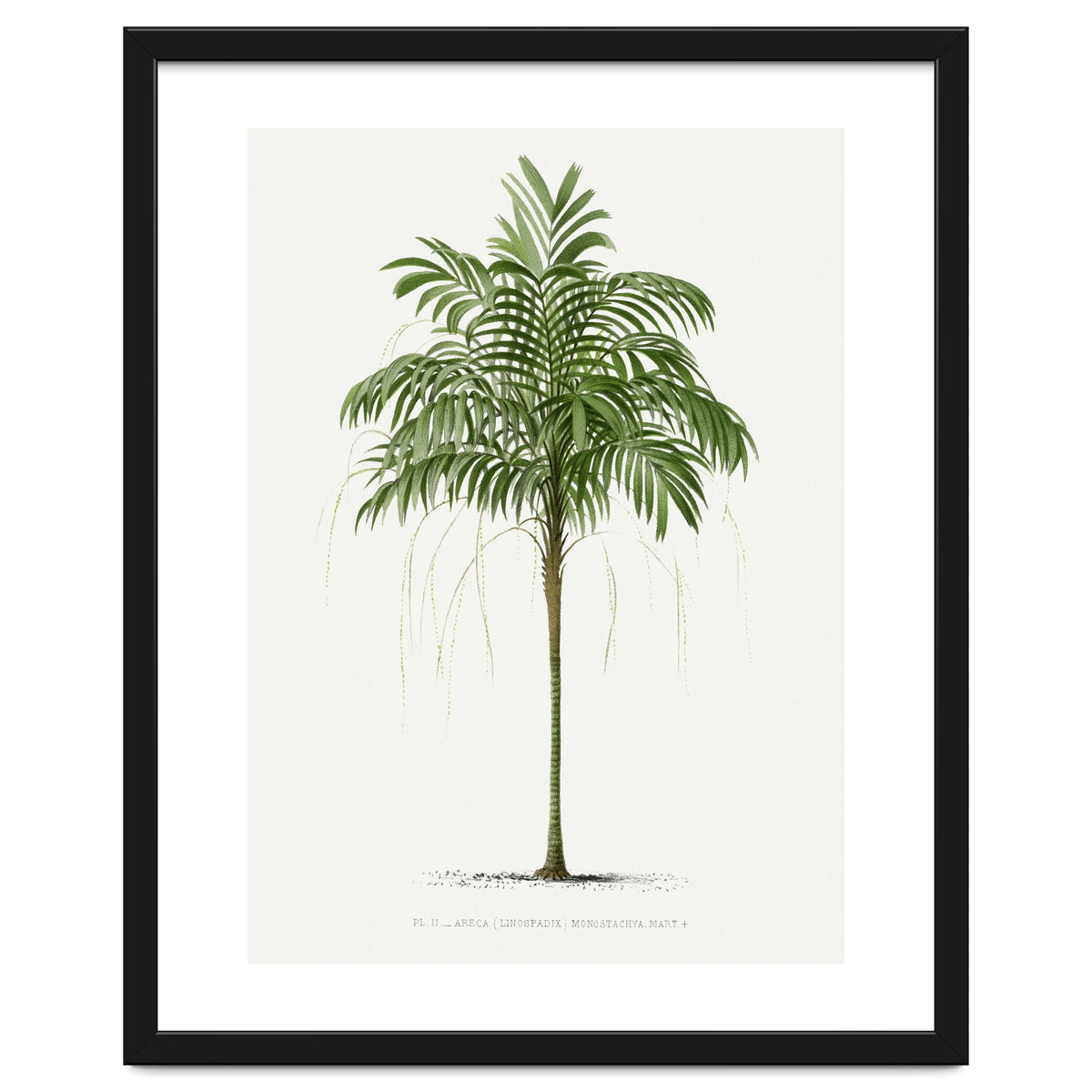 Oswald de Kerchove de Denterghem – Vintage Palm Tree Illustration (1878)