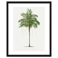 Oswald de Kerchove de Denterghem – Vintage Palm Tree Illustration (1878)
