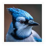 Close Up Portrait Of A Blue Jay Bird (Print Only) thumbnail