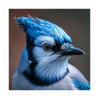 Close Up Portrait Of A Blue Jay Bird (Print Only)