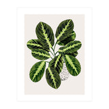 Maranta Plant (Print Only) thumbnail