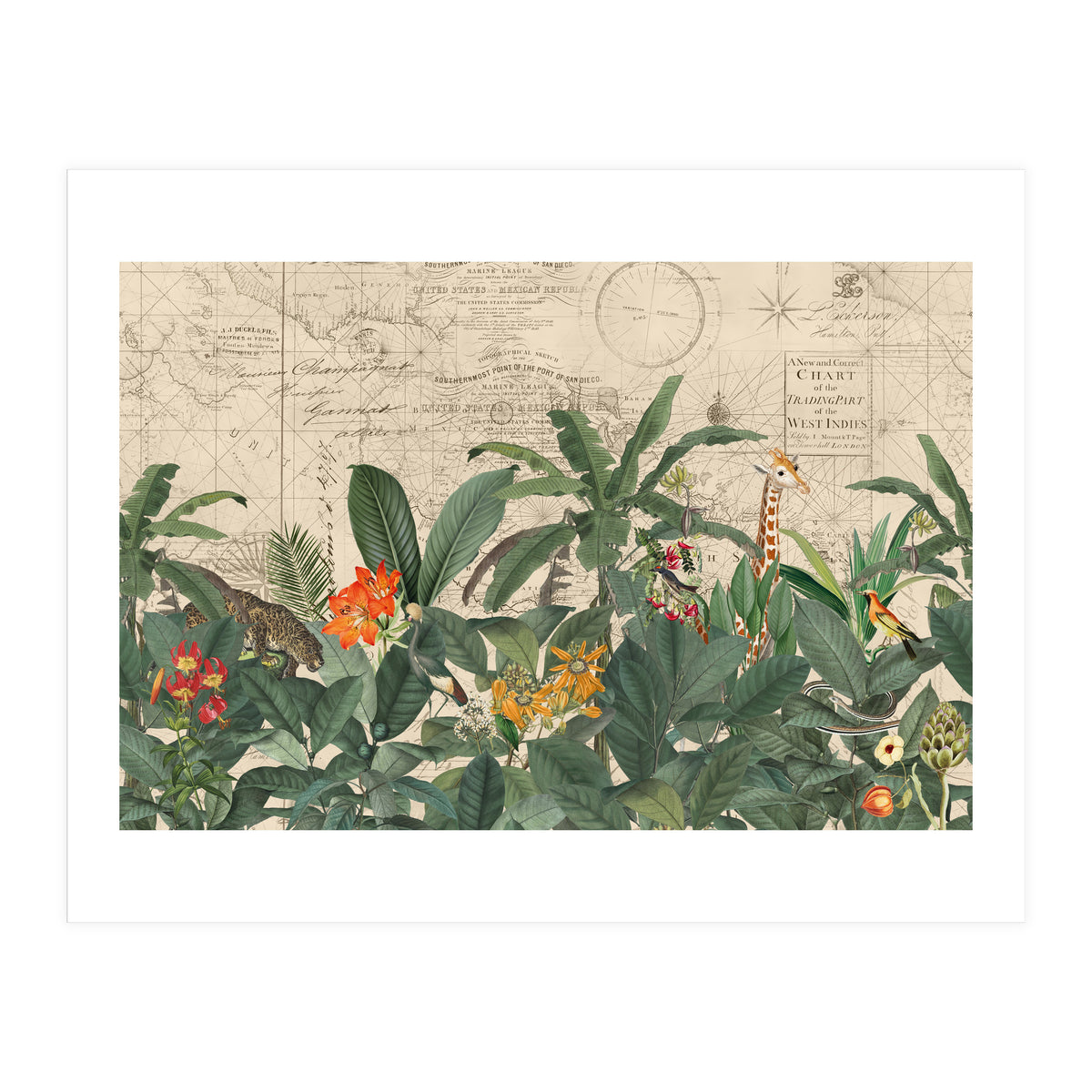 Explore The New World Wild Animals (Print Only)