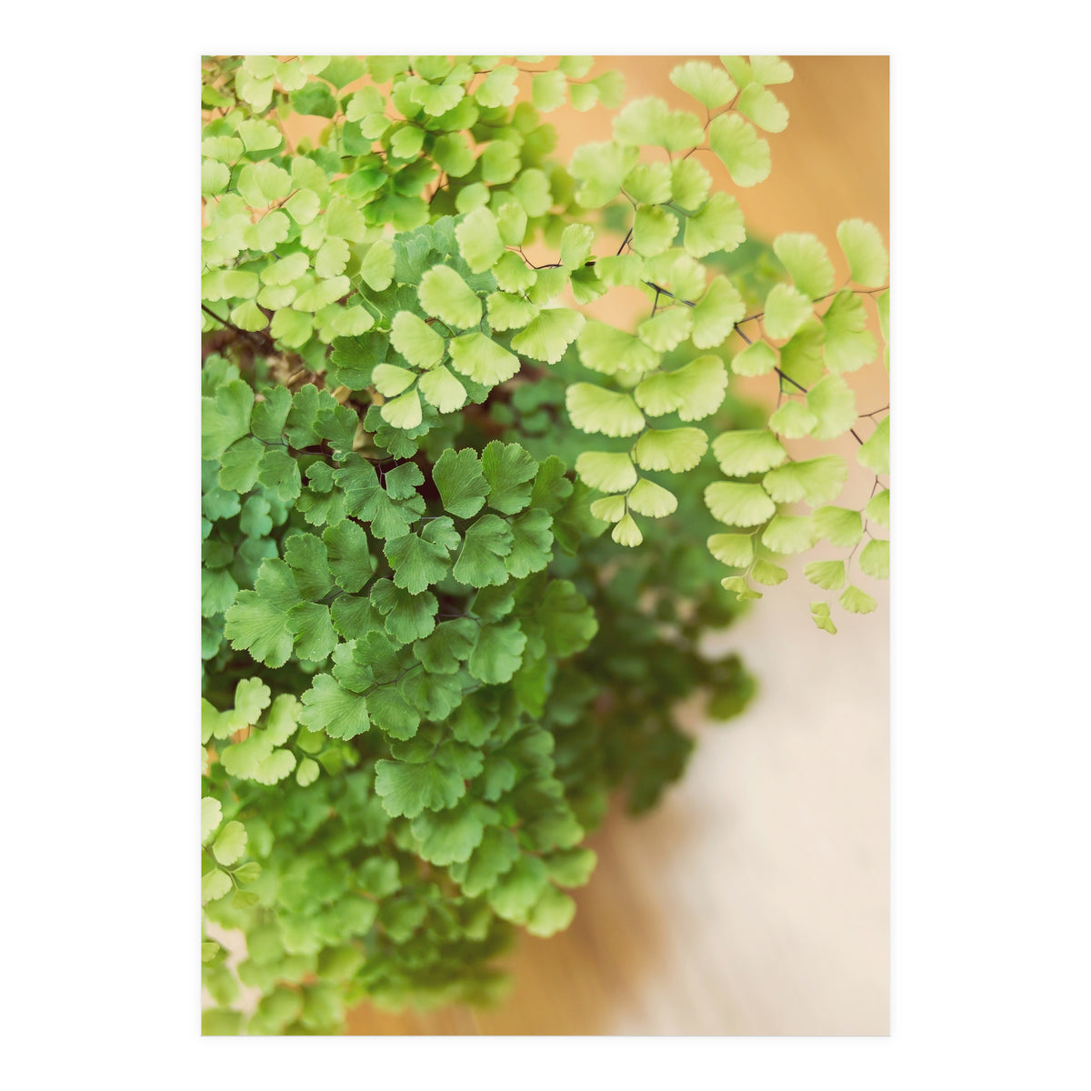 Maidenhair Queen (Print Only)