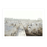 LIVING TOGETHER - WHITE COWS FAMILY (Print Only)