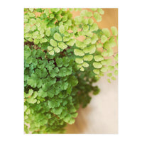Maidenhair Queen (Print Only)