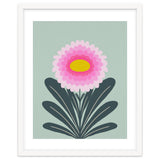 Chrysanthemum - turquoise and pink thumbnail