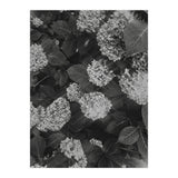 Hydrangeas | Black & White Portrait (Print Only) thumbnail