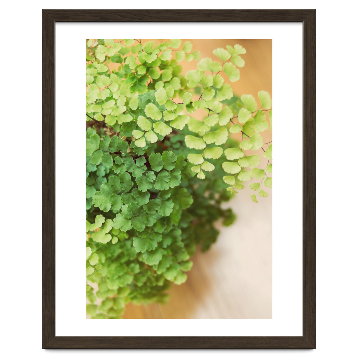 Maidenhair Queen