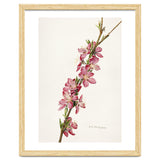 Royal Charles Steadman – Peach (Prunus persica) (1924) thumbnail