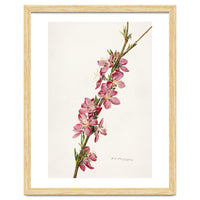 Royal Charles Steadman – Peach (Prunus persica) (1924)