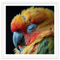 Close Up Of A Sleeping Sun Conure Parrot